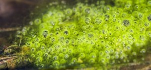 bubble-1141188_640