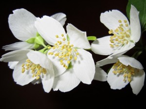 flower-363278_640