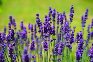 lavender-1117275_640