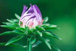 flower-1612492_640