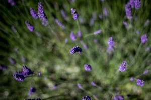 lavender-847650_1280