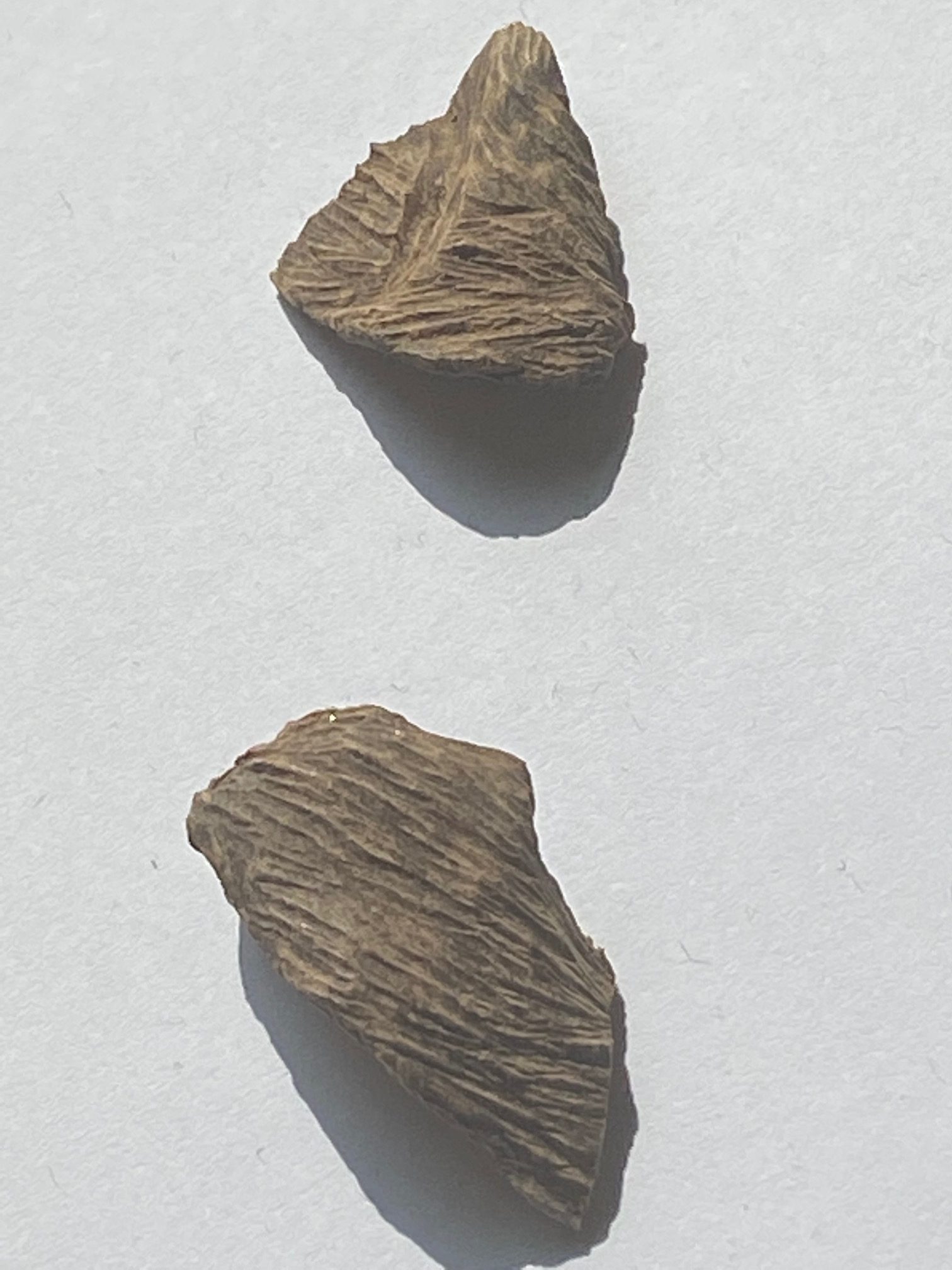 The Attar Guide Why Oud Smells the Way it Does